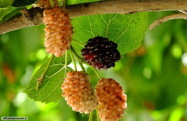 Fruit blackberries in Gachsaran