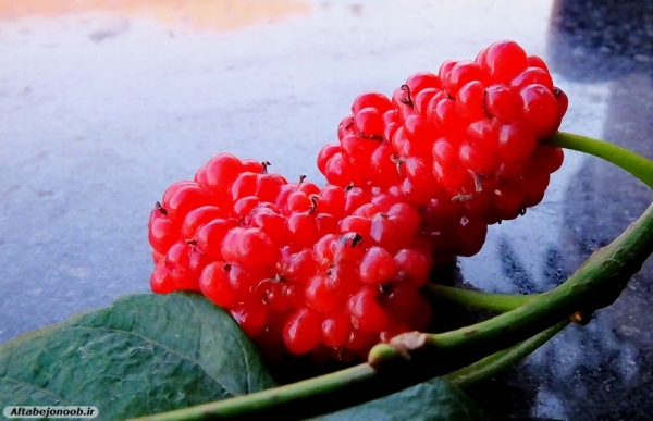 شاه توت میوه ای ضد سرطان در گچساران 30