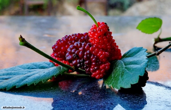 Fruit blackberries in Gachsaran 32