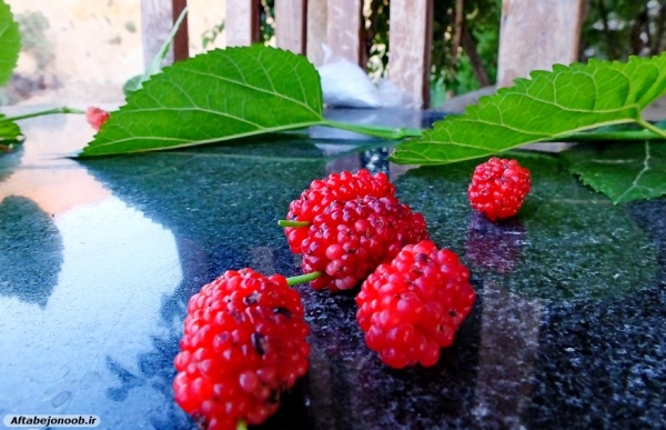 Fruit blackberries in Gachsaran 34