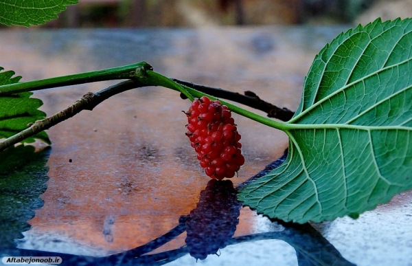 Fruit blackberries in Gachsaran 35