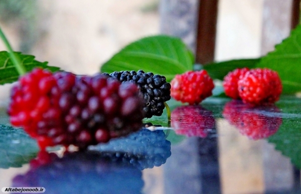 Fruit blackberries in Gachsaran 36