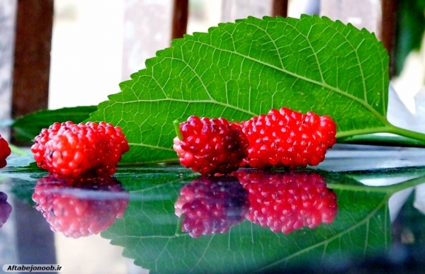 Fruit blackberries in Gachsaran 37
