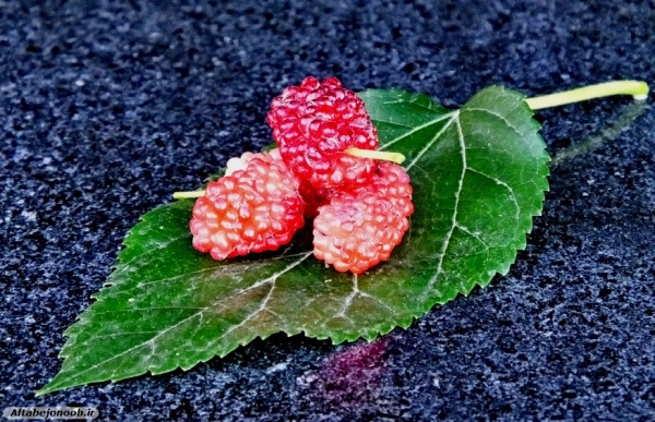 Fruit blackberries in Gachsaran 24