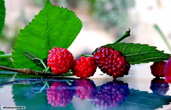 Fruit blackberries in Gachsaran 38