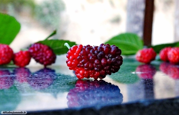 Fruit blackberries in Gachsaran 39