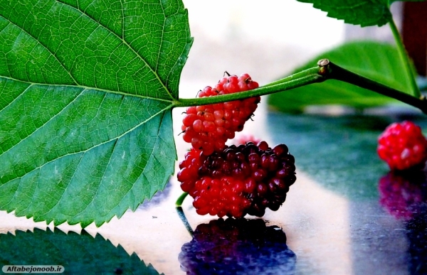Fruit blackberries in Gachsaran 40