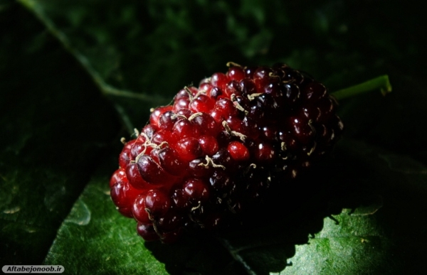 Fruit blackberries in Gachsaran 41