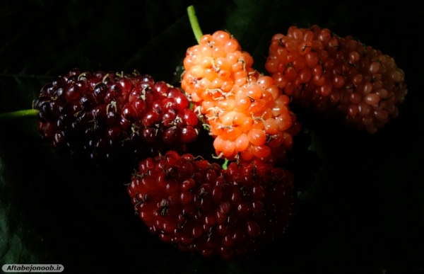 Fruit blackberries in Gachsaran 43