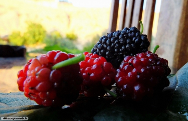 Fruit blackberries in Gachsaran 25