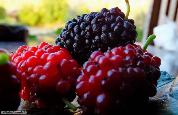 Fruit blackberries in Gachsaran 26