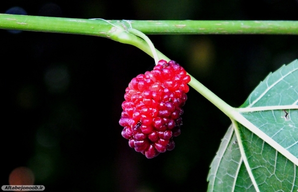 شاه توت میوه ای ضد سرطان در گچساران 28
