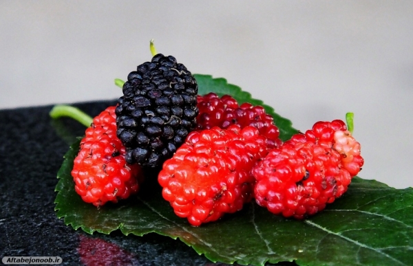 Fruit blackberries in Gachsaran 29